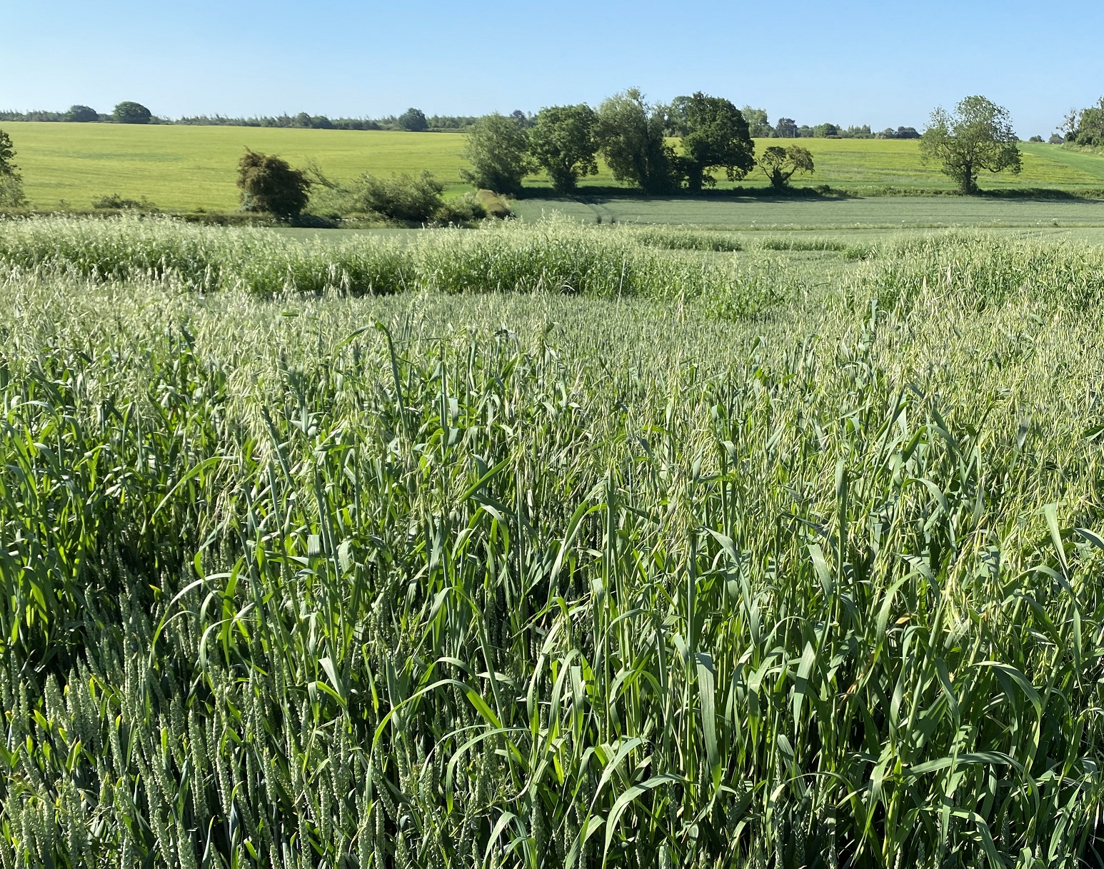 Tackling wild oats ADAMA